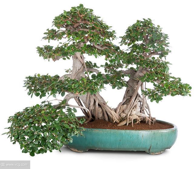 浅谈榕树盆景的培育与养护