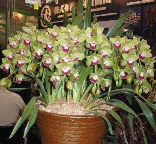 全球最大大花蕙兰盆景生产基地在云南禄劝建成