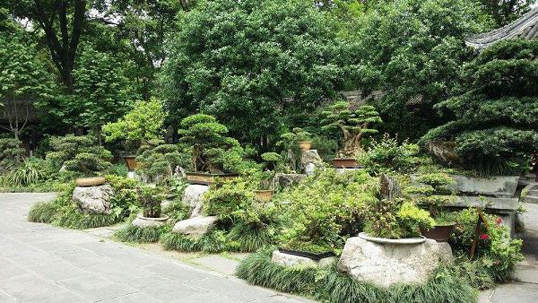 如何研究盆景园的内容与框架？