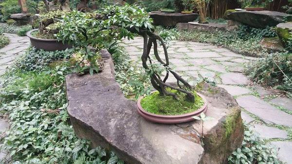 盆景园的设计规划设计理论