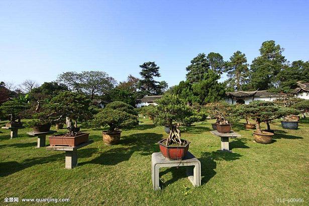 盆景园生产养护区的规划工作