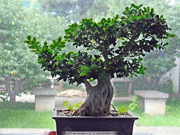 北京植物园盆景园位于北京植物园内 面积1.7公顷