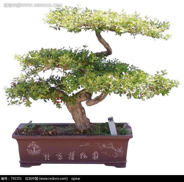 我国盆景园规划设计存在的主要问题