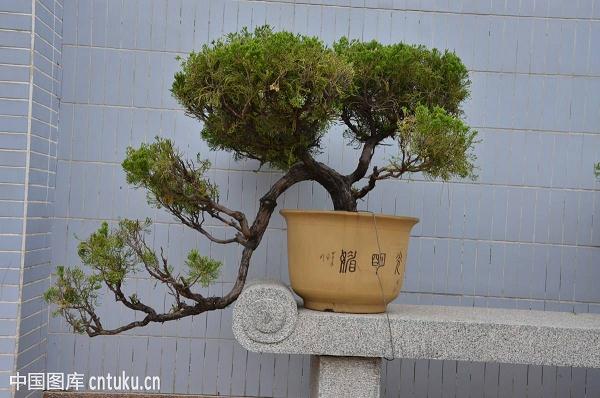 总结出地域特色的盆景园设计要基于以下五点