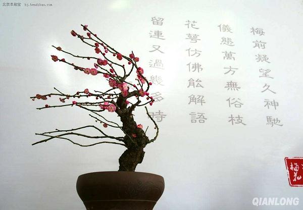 宿迁沭阳县委书记现场会办盆景园规划建设工作