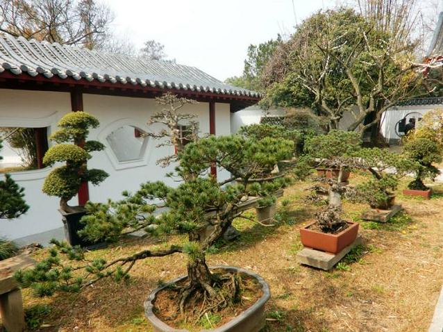 沙洋金花湖盆景园的总体规划