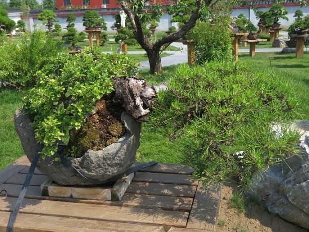 沙洋金花湖盆景园的总体规划