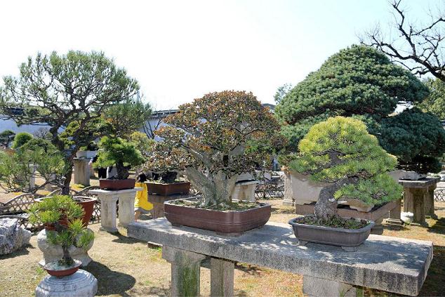 盆景园重要分区规划设计