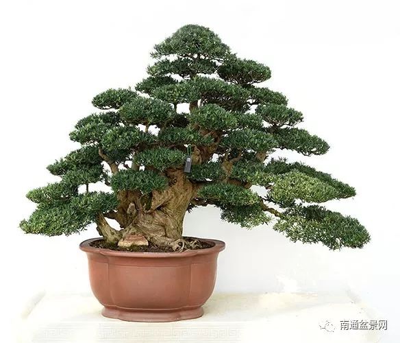 南通盆景制作人成为省级宝贝