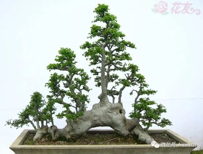 榆树盆景枝条要剪多短?