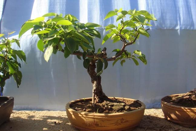 盆栽果树的养护要点