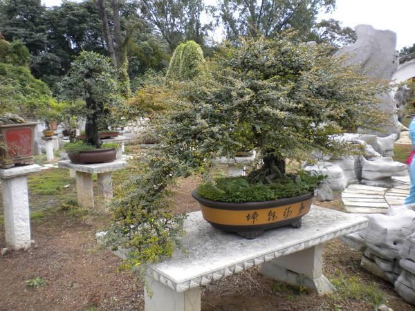 如何让盆栽果树快速结果？