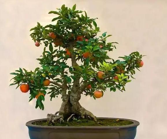 盆栽果树施肥、灌水有什么特点？