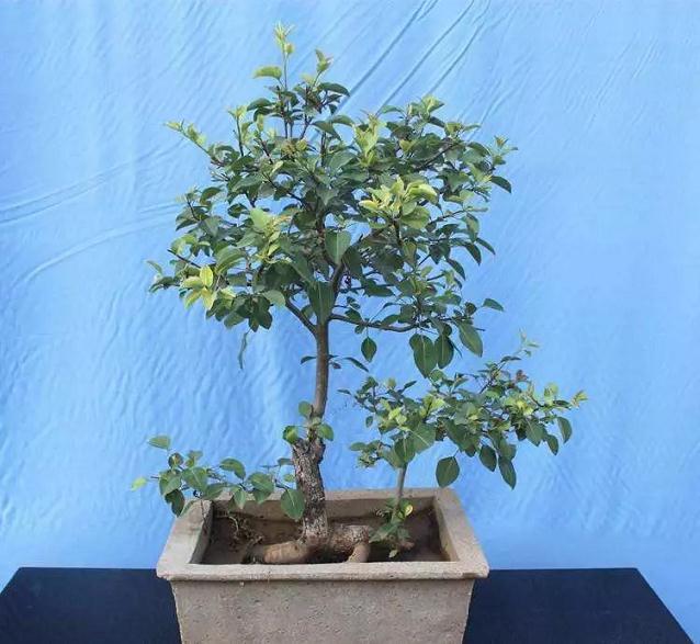 盆栽果树怎样进行整形、修剪？