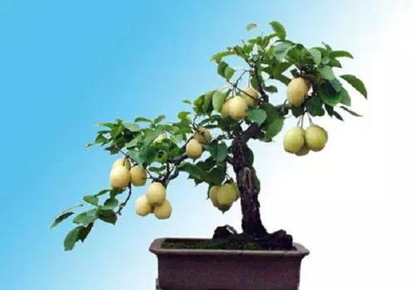 如何给落叶果树盆栽制备盆土