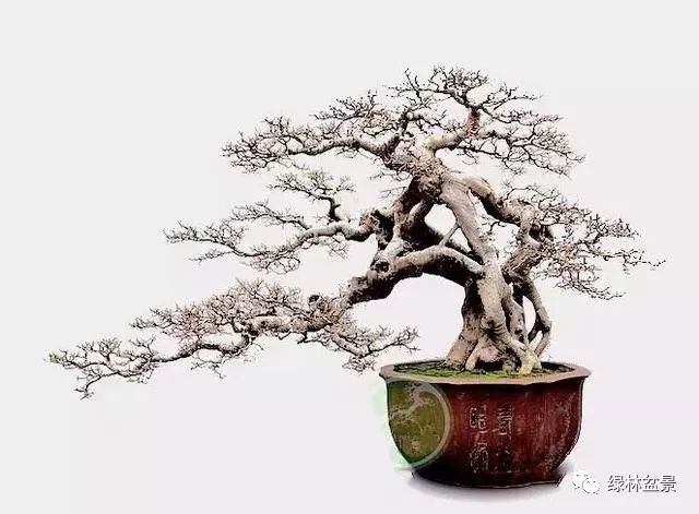 这样的盆景桩材怎么短截的5个步骤