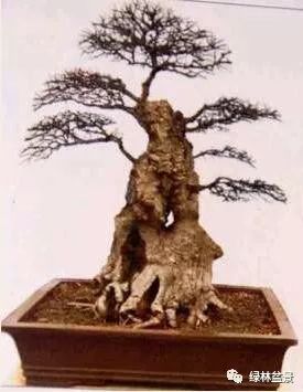 这样的盆景桩材怎么短截的5个步骤