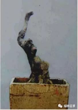 这样的盆景桩材怎么短截的5个步骤