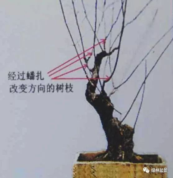 这样的盆景桩材怎么短截的5个步骤