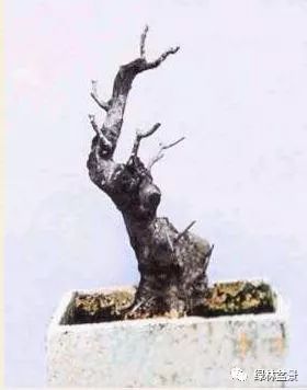 这样的盆景桩材怎么短截的5个步骤