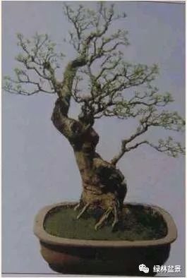 这样的盆景桩材怎么短截的5个步骤