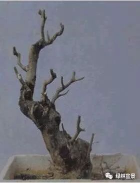 这样的盆景桩材怎么短截的5个步骤