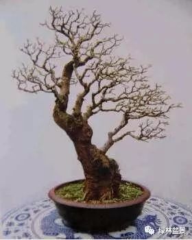 这样的盆景桩材怎么短截的5个步骤