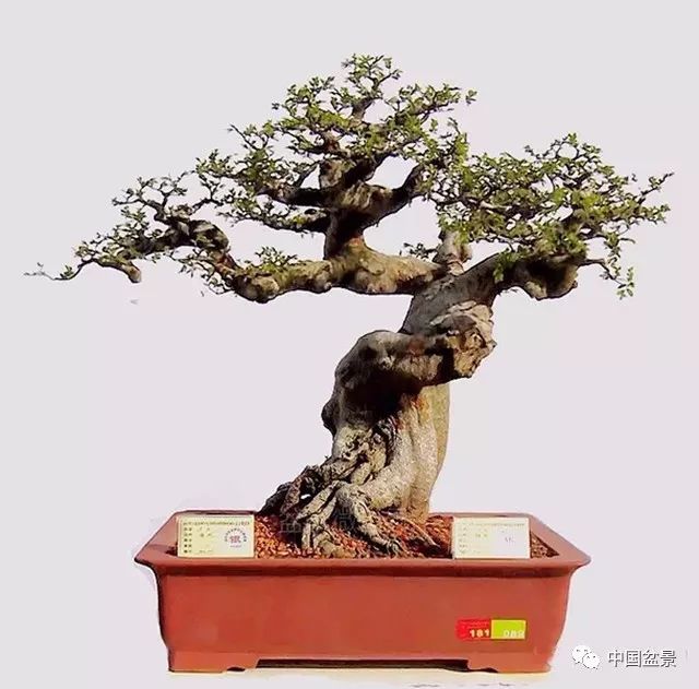 榆树盆景欣赏与栽植注意事项