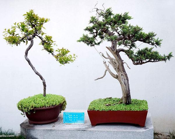 树桩盆景的浇水与施肥