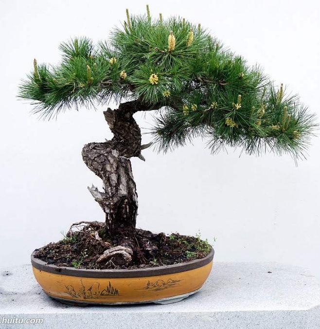 树桩盆景的土壤配置与上盆换盆