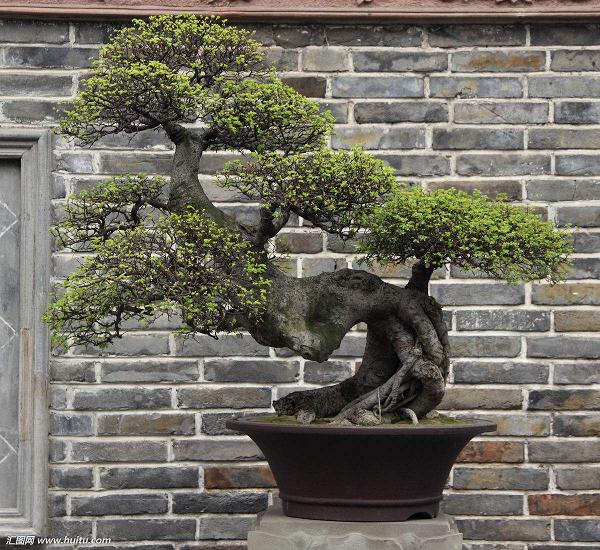 盆景修剪方法是六字诀：摘、截、疏、放、伤、变