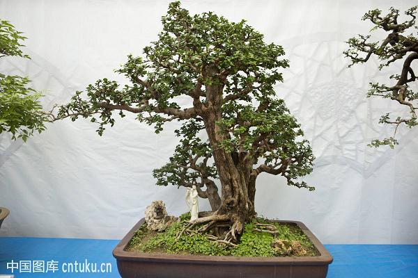 树桩盆景的病虫害防治