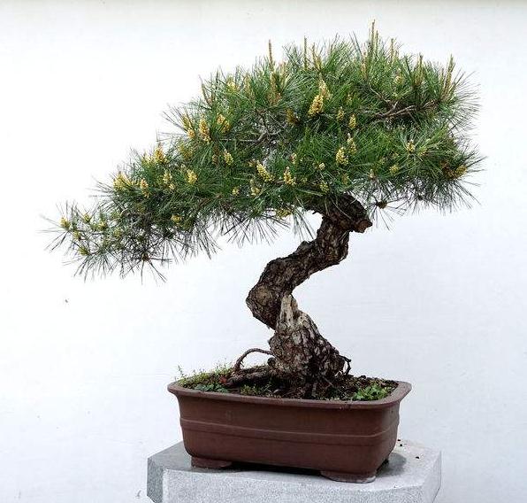 树桩盆景搁置场所及防寒