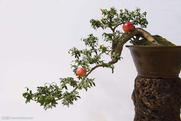 石榴盆景的选盆与配制营养土