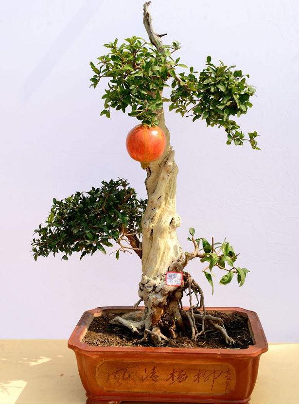 石榴盆景的管理与整型