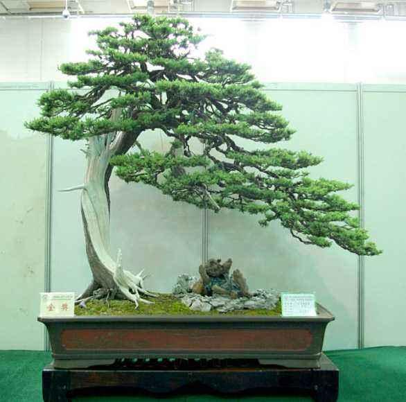 树木盆景的树坯造型与上盆