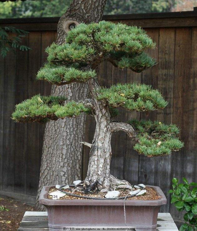 浇水是盆景管理中最频繁