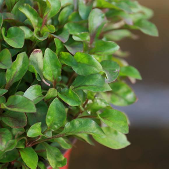 2017北京盆栽大赛颁奖仪式在园艺中心举办