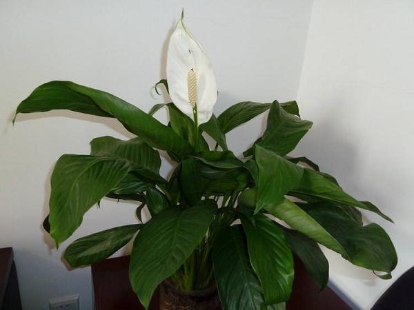 白鹤芋新品种墨香的选育及盆栽技术