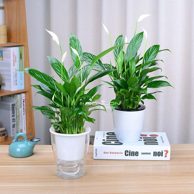 保水剂对臭椿盆栽幼苗生长及光合特性的影响