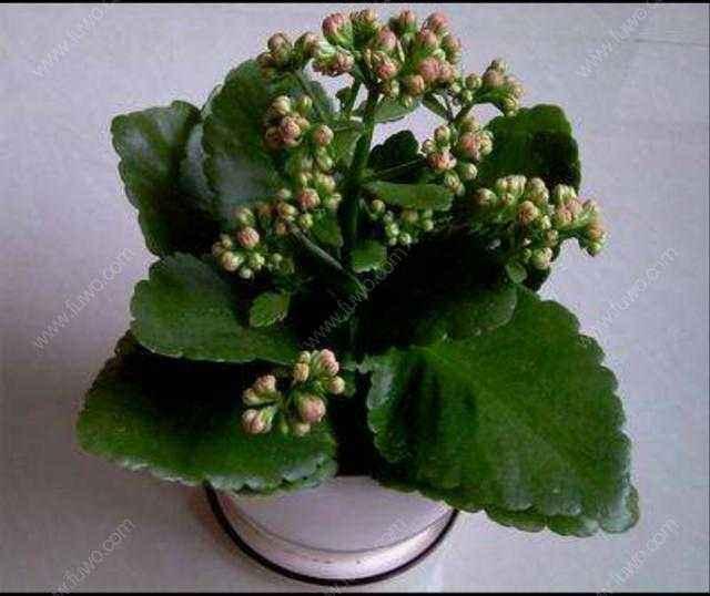 北方室内盆栽翡翠珠的栽培养护管理技术