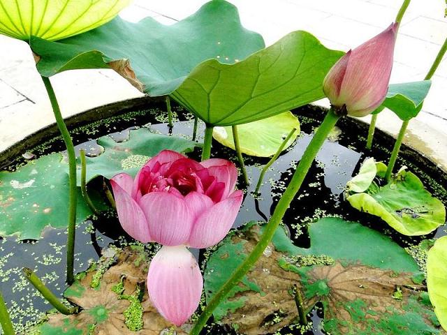 栽种方法对盆栽荷花生长发育的影响