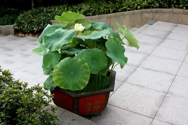 栽植方式对盆栽荷花植株生长发育的影响