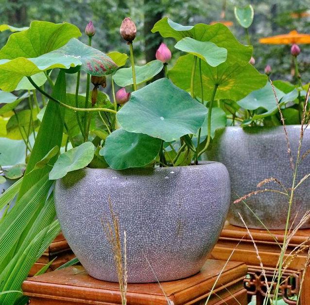 北京地区荷花盆栽的应用现状分析