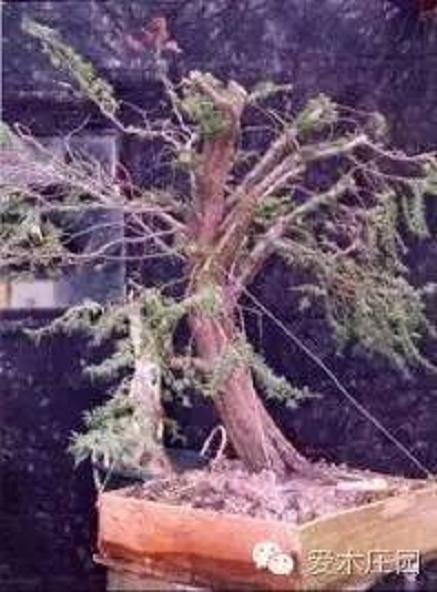 教程:一棵水杉盆景的培养纪实