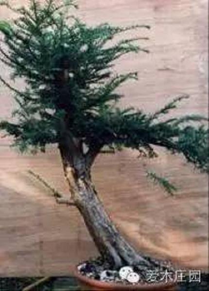 教程:一棵水杉盆景的培养纪实