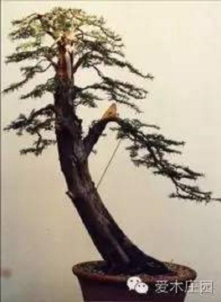 教程:一棵水杉盆景的培养纪实