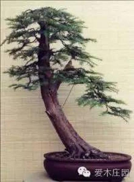 教程:一棵水杉盆景的培养纪实