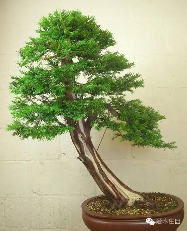 教程:一棵水杉盆景的培养纪实