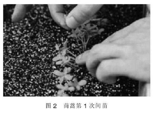 北京地区阳台盆栽茼蒿家庭养护技术